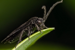 Phymatocera aterrima