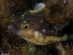 Canthigaster capistrata