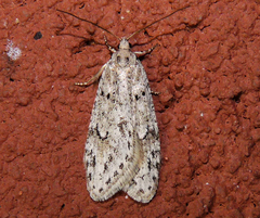 Semioscopis megamicrella