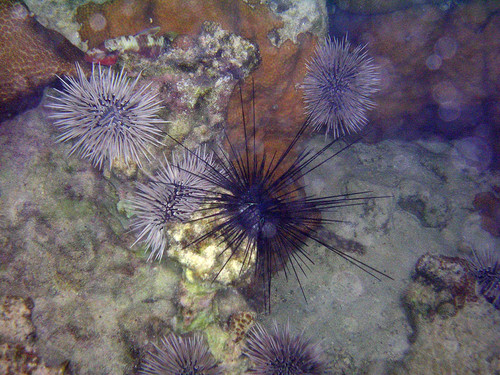 Savigny's Longspine Sea Urchin