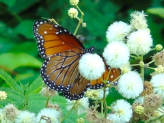 Danaus eresimus montezuma