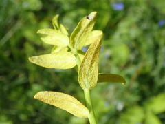 Aecidium euphorbiae