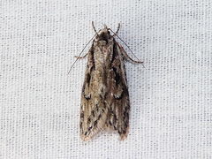 Semioscopis aurorella
