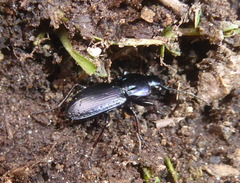 Pterostichus multipunctatus