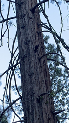 Dryobates albolarvatus