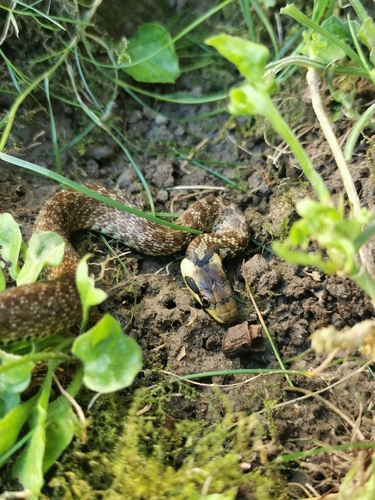 Bjelica (Zamenis longissimus)