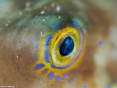 Canthigaster capistrata