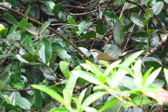 Myiothlypis leucophrys