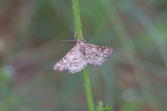 Heliomata glarearia