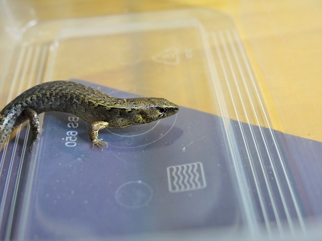 Gray's Ornate Skink