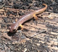 Ensatina