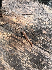 Ensatina