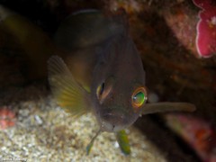 Epinephelus costae
