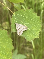 Colobochyla salicalis
