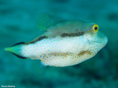 Canthigaster capistrata