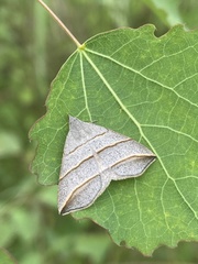 Colobochyla salicalis