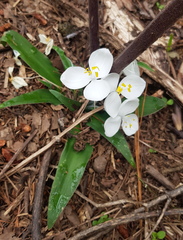 Weldenia candida
