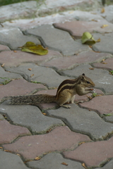 Funambulus pennantii
