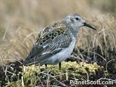 Calidris ptilocnemis