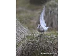 Calidris ptilocnemis