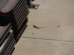 Aspidoscelis neomexicanus