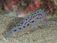 Thorogobius ephippiatus