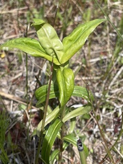 Gentiana rubricaulis