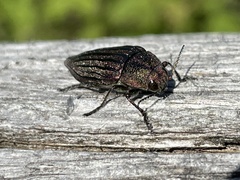 Buprestis striata