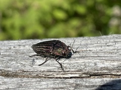 Buprestis striata