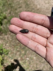 Buprestis striata