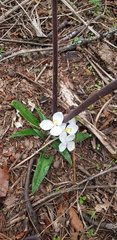 Weldenia candida