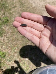 Buprestis striata