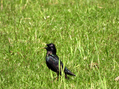 Sturnus vulgaris