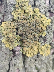 Xanthoria parietina