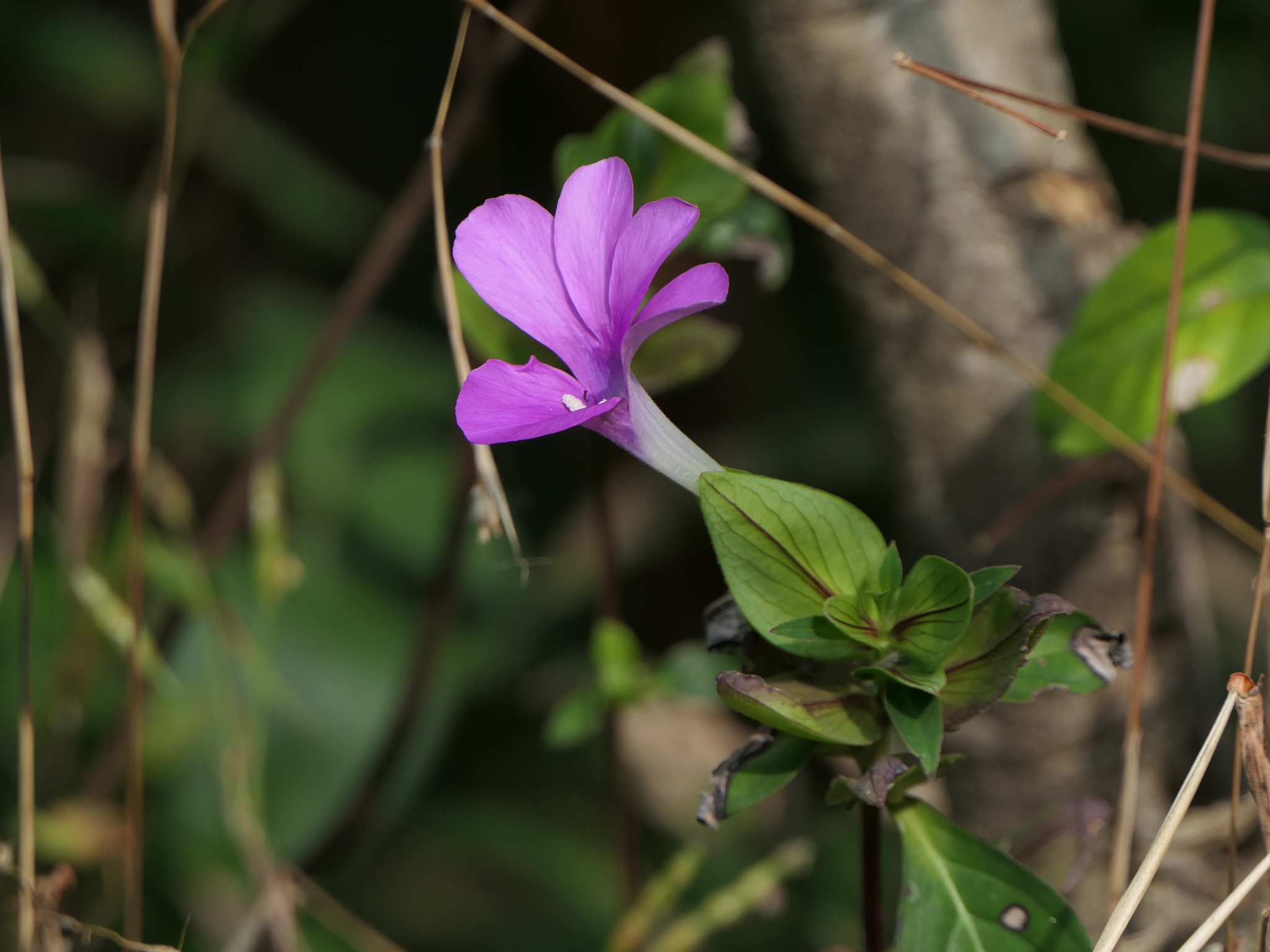 Barleria prattiana Santapau Barleria prattiana Santapau