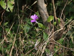 Barleria prattensis