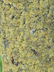 Xanthoria parietina