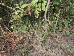 Barleria prattensis