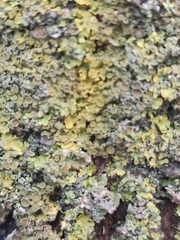 Xanthoria parietina