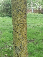 Xanthoria parietina