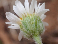 Erigeron eatonii
