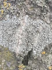 Lecanora