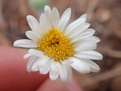 Erigeron eatonii
