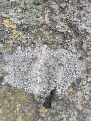 Lecanora