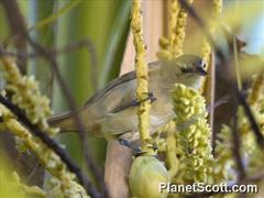 Acrocephalus atyphus