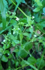 Moehringia trinervia