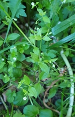 Moehringia trinervia