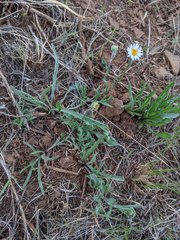 Erigeron eatonii