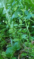 Moehringia trinervia