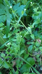 Moehringia trinervia